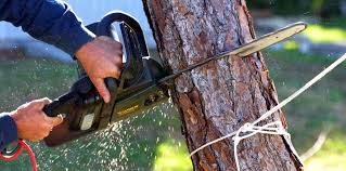 How Our Tree Care Process Works  in  Lincoln, MT