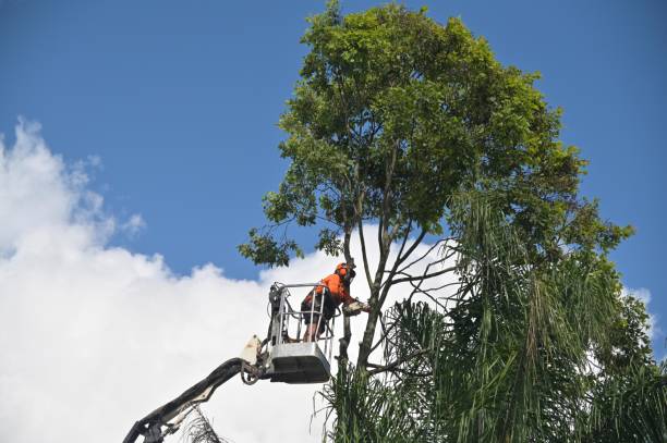 Best Lawn Maintenance Plans  in Lincoln, MT