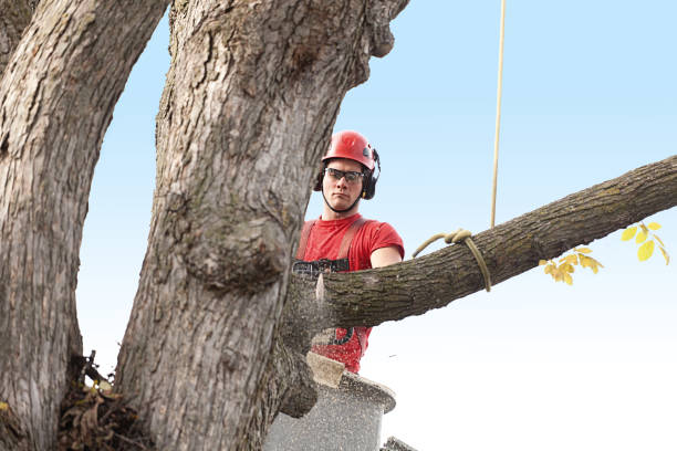 Best Tree and Shrub Care  in Lincoln, MT
